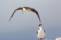 Phalacrocorax atriceps