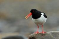 Haematopus ostralegus