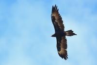 Aquila audax