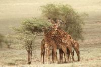 Masai giraffe