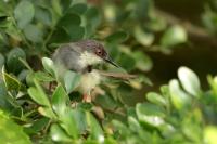 Prinia hodgsonii