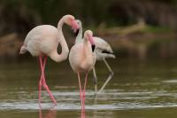 Phoenicopterus roseus