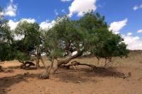 Gobi Desert