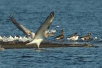 Pelecanus crispus