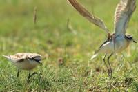 Charadrius pecuarius