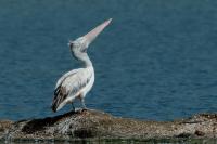 Pelecanus philippensis