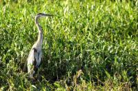 Ardea herodias