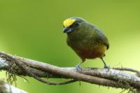 Euphonia gouldi