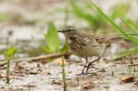 Anthus spinoletta