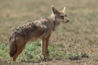 African golden wolf