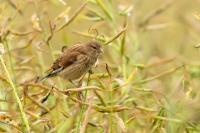 Carduelis cannabina