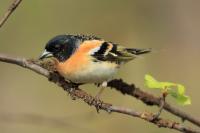 Fringilla montifringilla