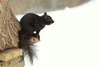 Eastern gray squirrel