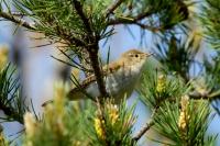 Phylloscopus bonelli