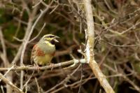 Emberiza cirlus