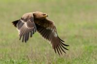 Aquila nipalensis