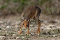 Kirk's dik-dik