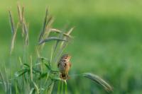 Emberiza calandra