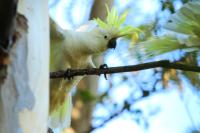 Cacatua galerita