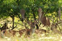 Fallow deer