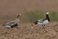 Branta leucopsis