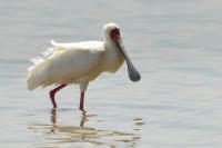 Platalea alba