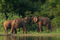 Sri Lankan elephant