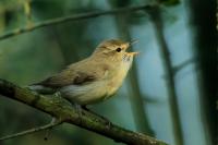 Phylloscopus trochiloides