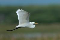 Ardea intermedia