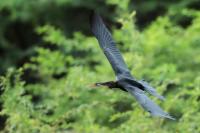 Anhinga melanogaster