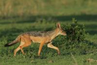 Black-backed jackal