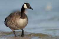 Branta canadensis