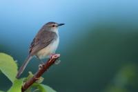 Prinia inornata