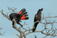 Calyptorhynchus banksii