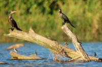 Phalacrocorax brasilianus