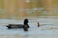 Fulica cristata