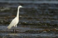 Egretta garzetta