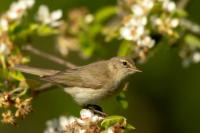 Phylloscopus collybita