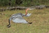 Ardea goliath