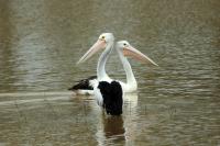 Pelecanus conspicillatus