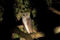 Tyto alba