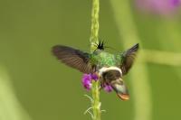 Lophornis helenae