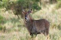 Waterbuck