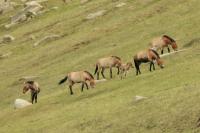 Przewalski's  Horse