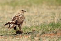 Buteo hemilasius