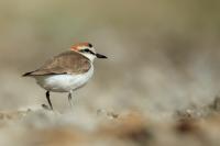 Charadrius alexandrinus