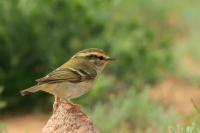 Phylloscopus proregulus