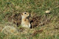 Long-tailed ground squirrel