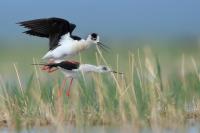 Mongolia fauna 