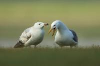 Larus vegae mongolicus